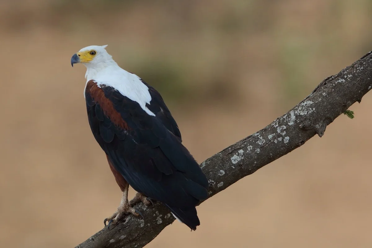 birdwatching-in-zimbabwe-northern-virginia-bird-alliance