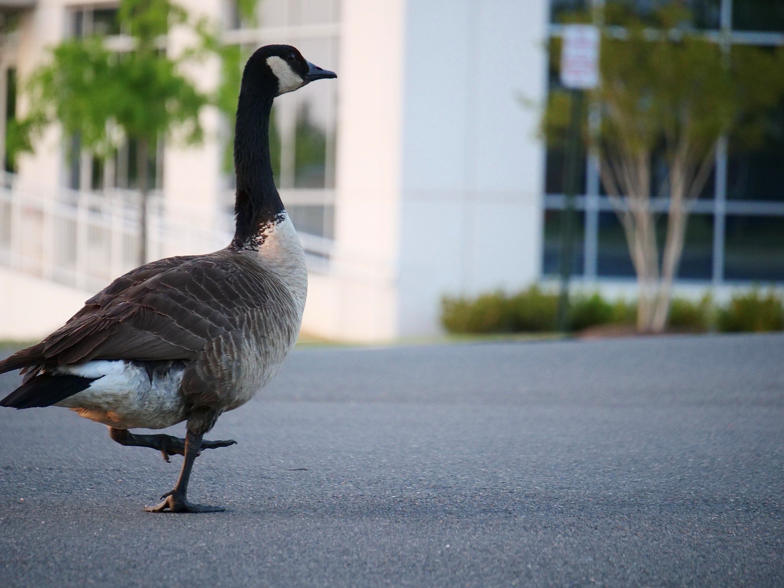 Why Did the Canada Goose Cross the Road? — Audubon Society of