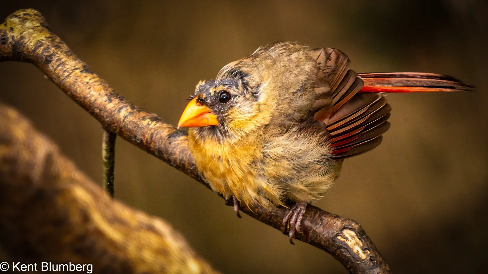 Bad Feather Days: Molt in Backyard Birds