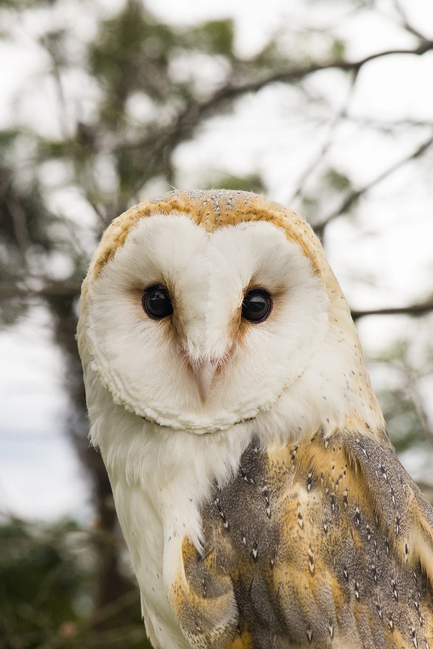 AAH Sanctuary SpeciesOwls — Audubon Society of Northern Virginia