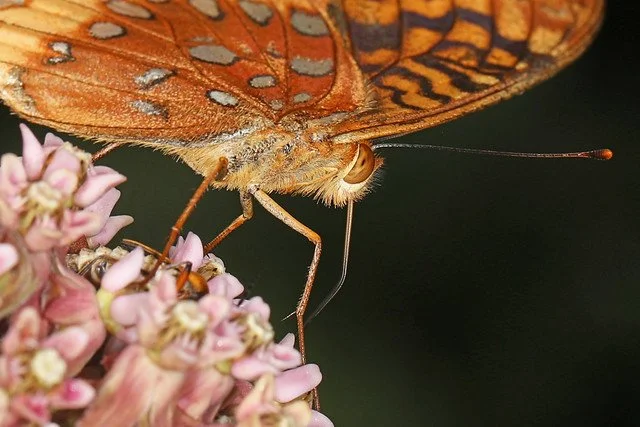 great spangled fritillary closeup.jpg