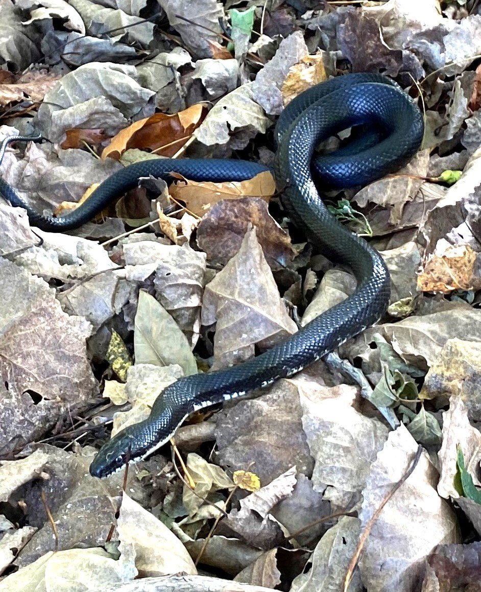 I live in Virginia. what kind of snake is this? I suspect it's a juvenile  black rat snake. Google search said Chinese cobra lol : r/snakes