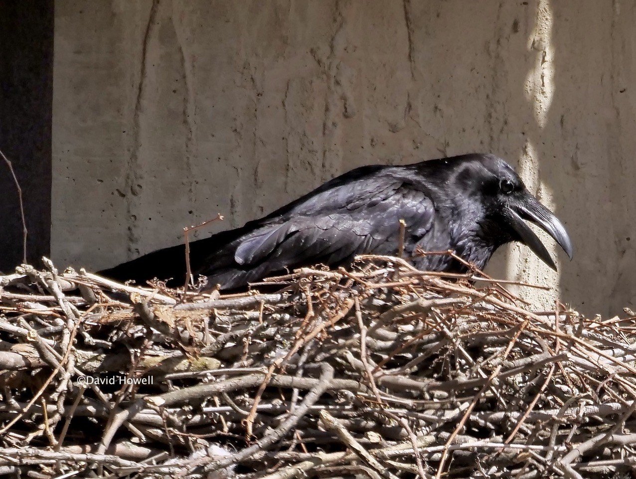 Arlington’s Nesting Ravens — Audubon Society of Northern Virginia