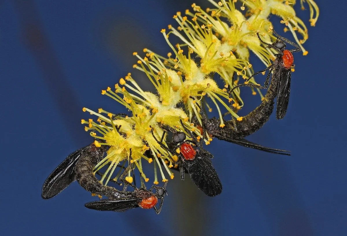 A Closer Look: Nature All Around Us, January 2026