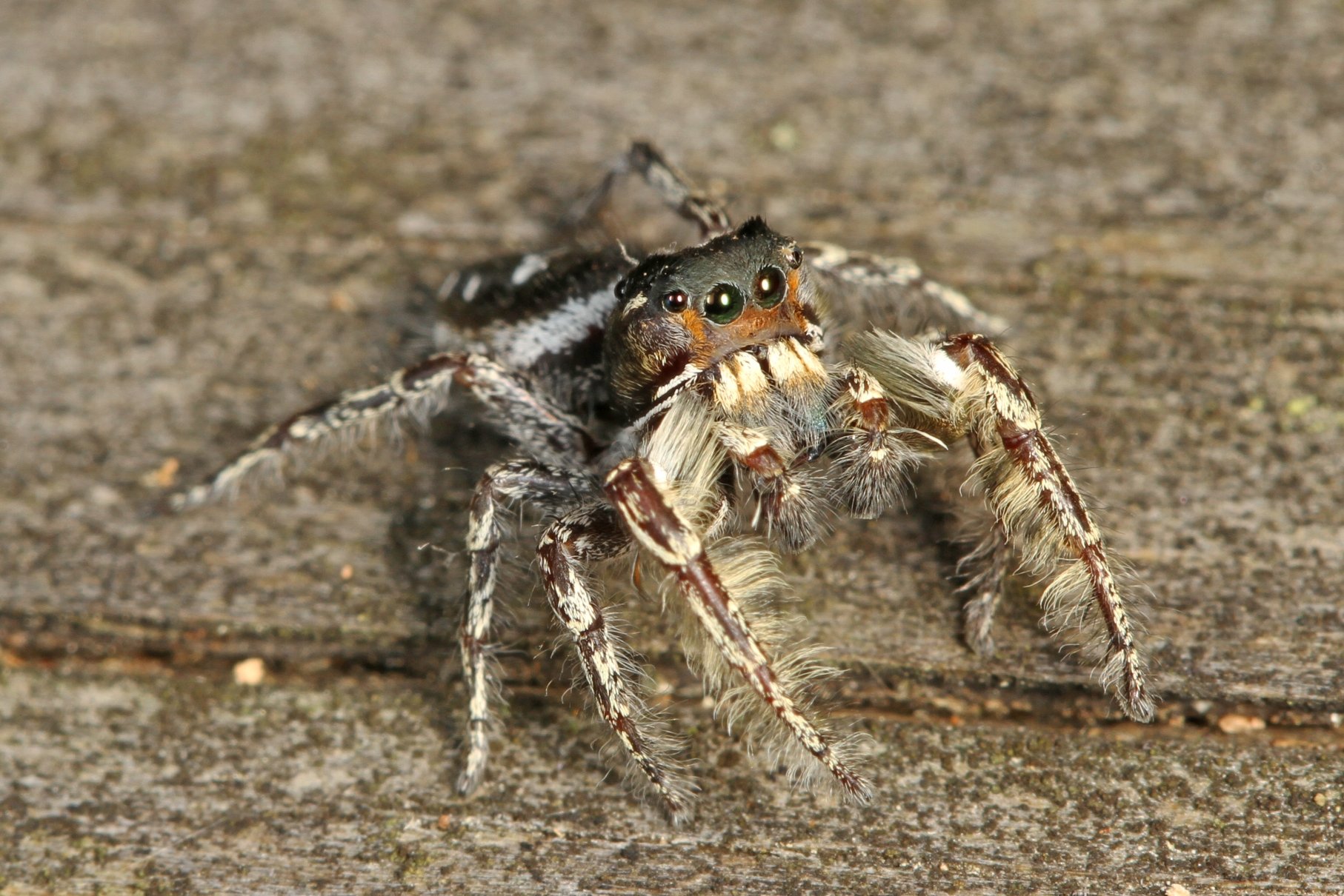 The Putnam's jumping spider, Lifestyles