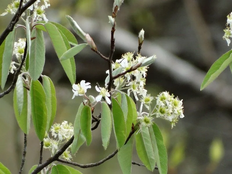 Wildlife Sanctuary Almanac: Plant a Butterfly Nursery in the Shade