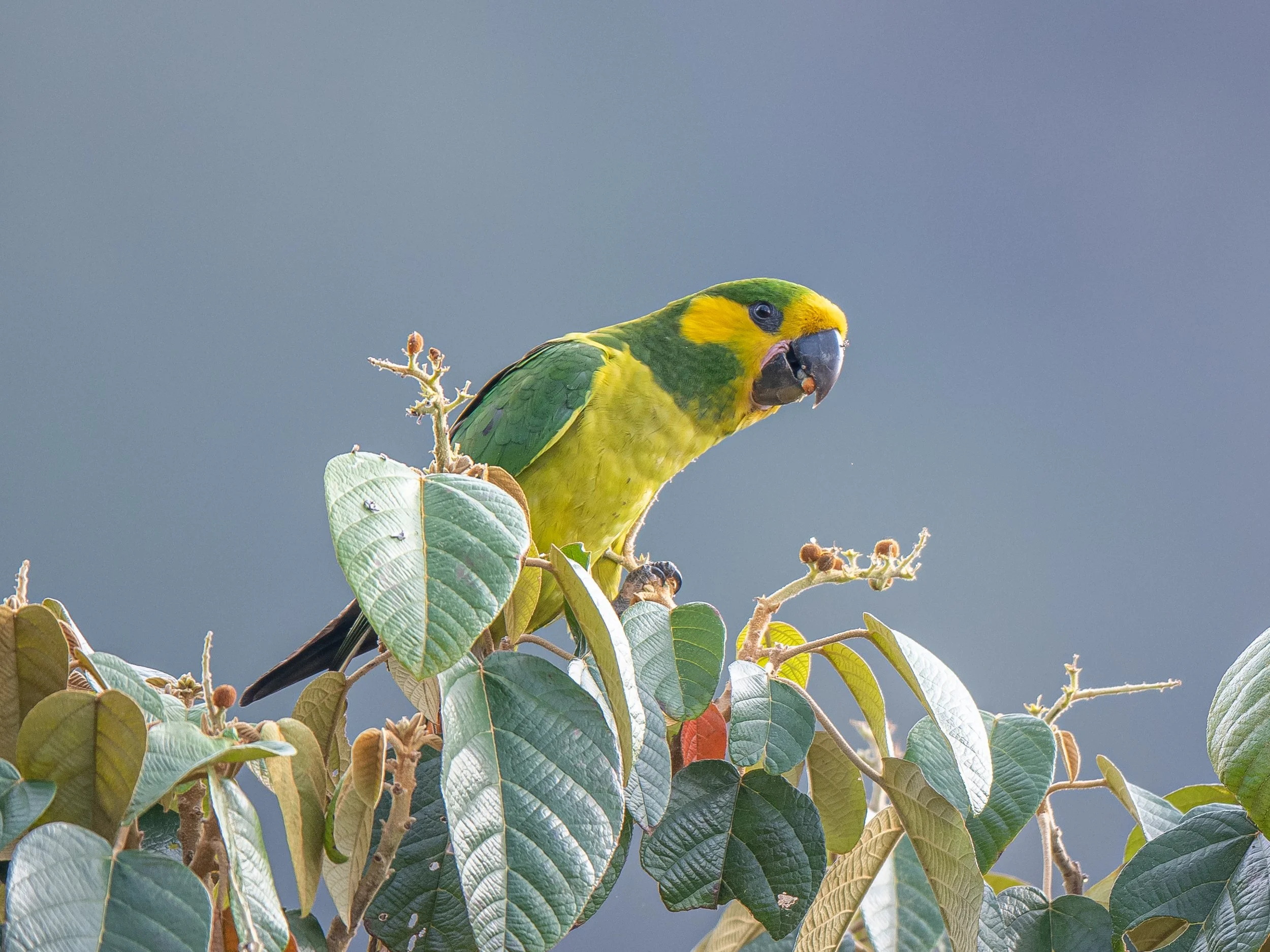 Audubon Afternoon: Birds of Colombia