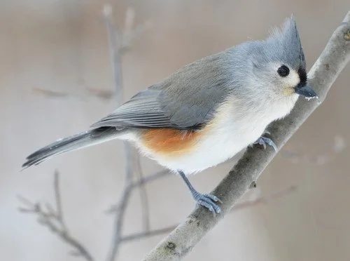Aud_APA-2017_Tufted-Titmouse_A1_3764-5_Photo-Jocelyn-Anderson-preview.jpg