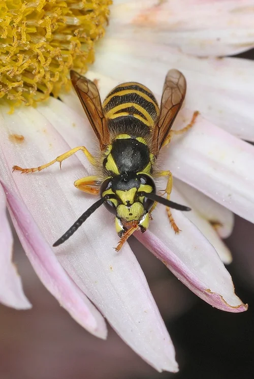 Observations from Meadowood January 2023 — Audubon Society of Northern