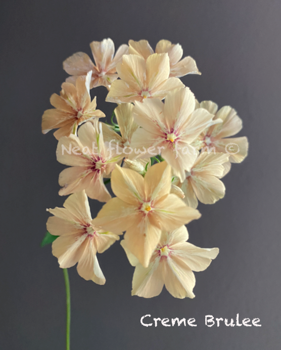 Screenshot 2026-01-20 at 12.35.17 PM.png