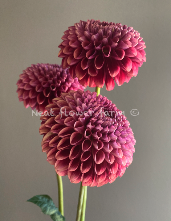 Screenshot 2025-11-11 at 9.12.16 AM.png