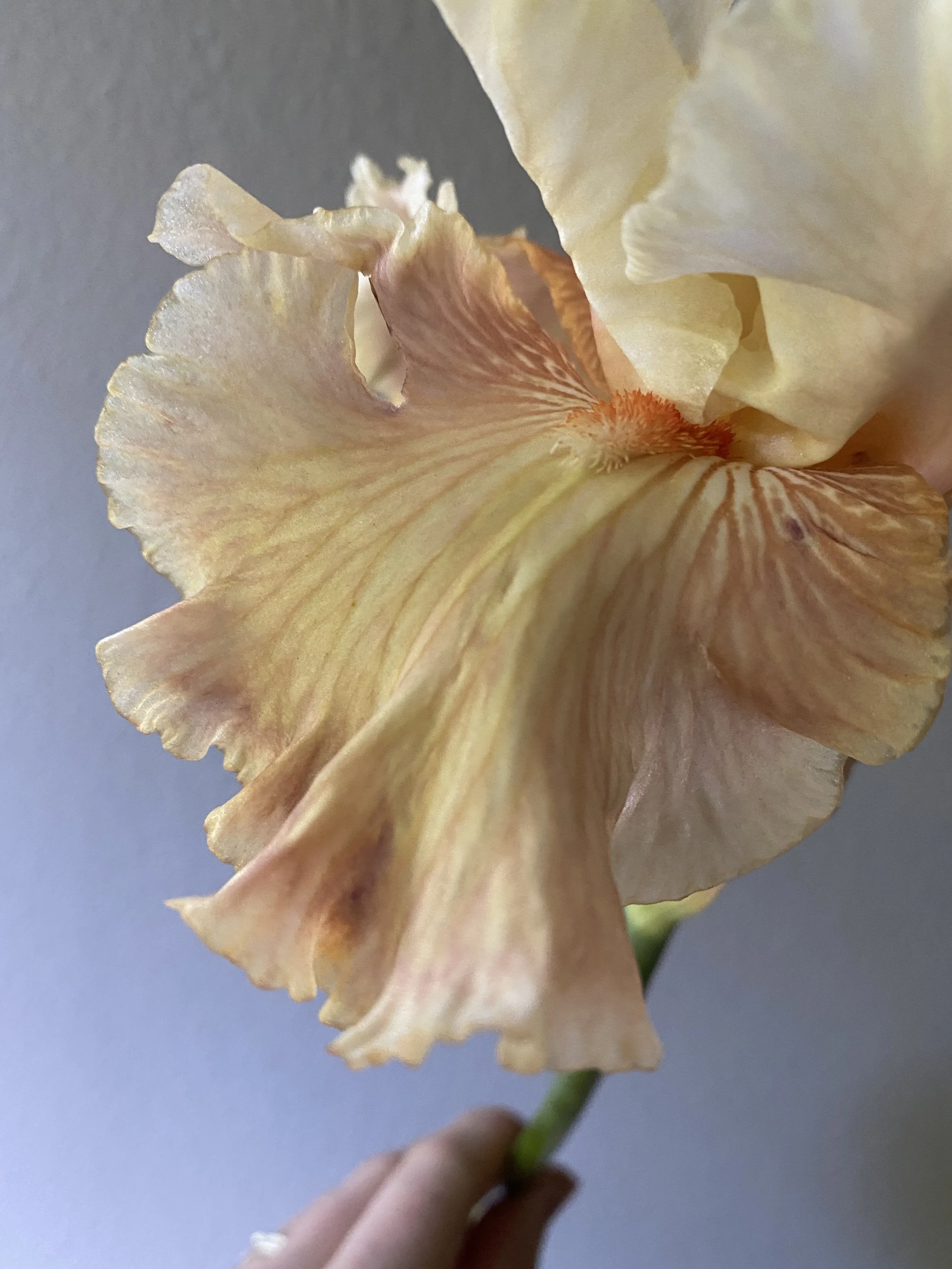 AUSTRALIAN ROSE6.JPG