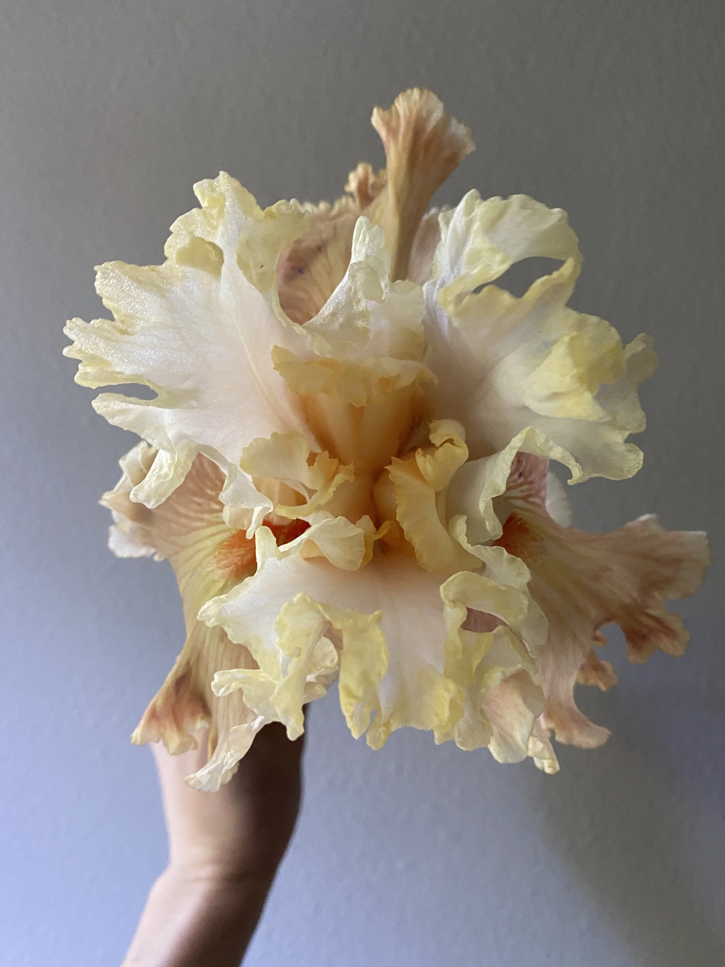 AUSTRALIAN ROSE5.JPG
