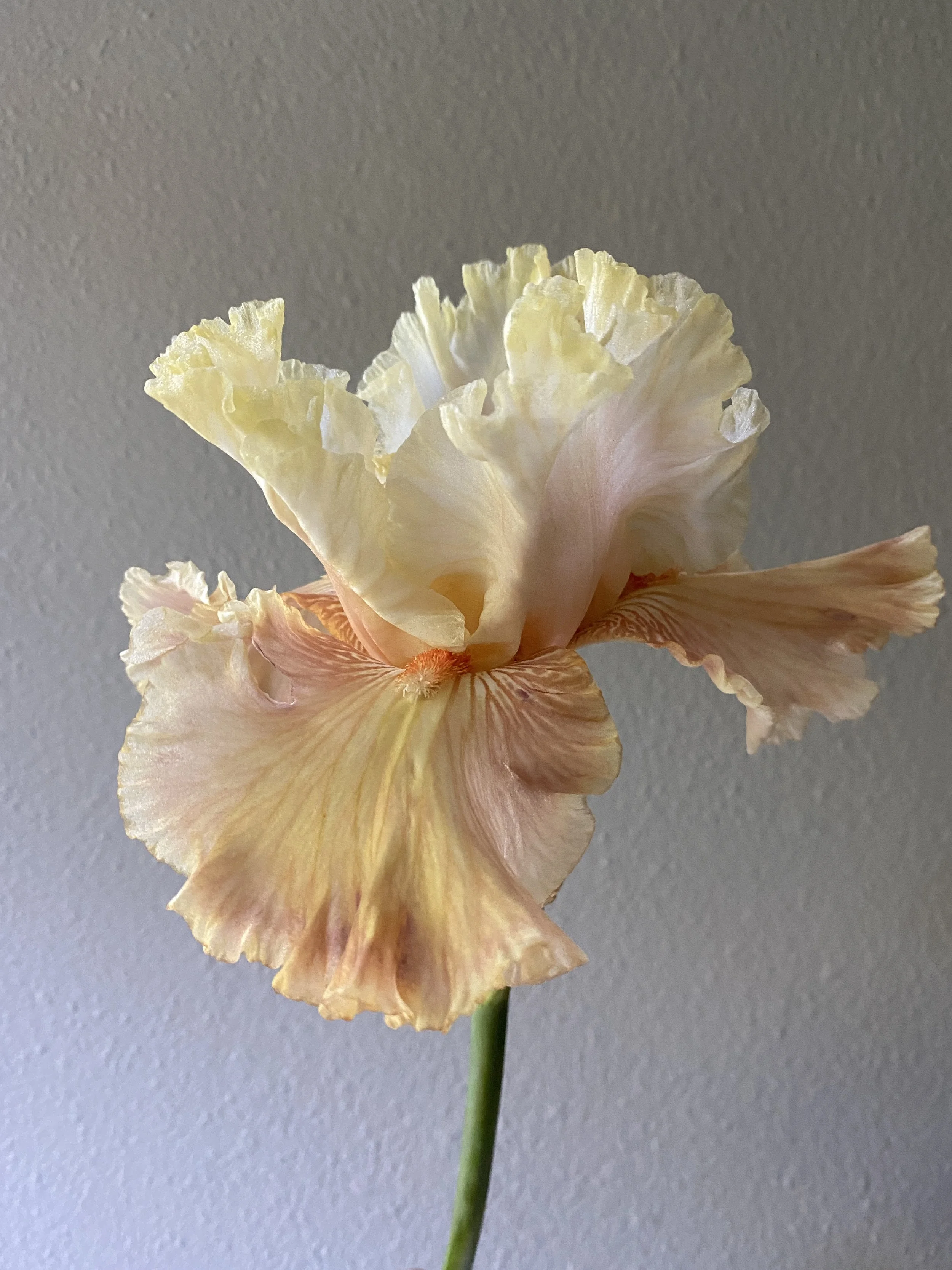 AUSTRALIAN ROSE4.JPG