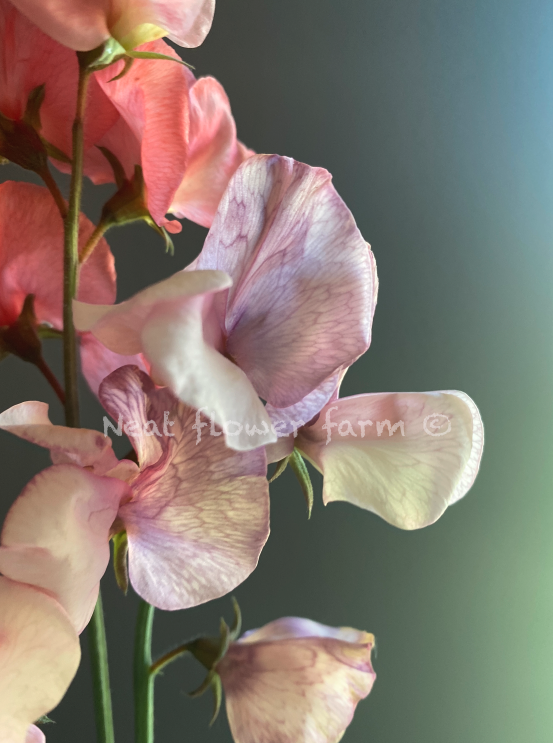BV watermark2.png