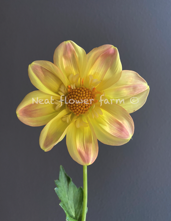 Buttercream Sunshine