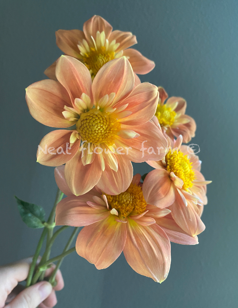 Honeybones 
