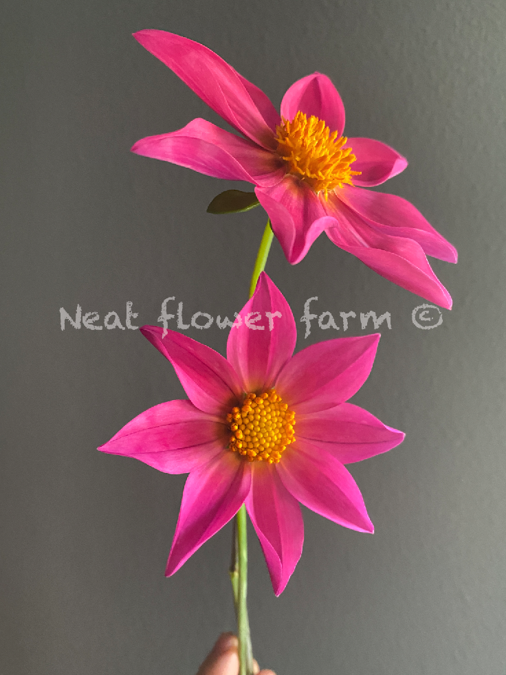 Screenshot 2026-04-05 at 8.27.41 AM.png