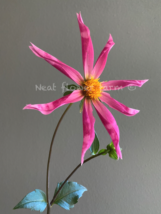 Screen Shot 2024-10-16 at 7.52.04 PM.png