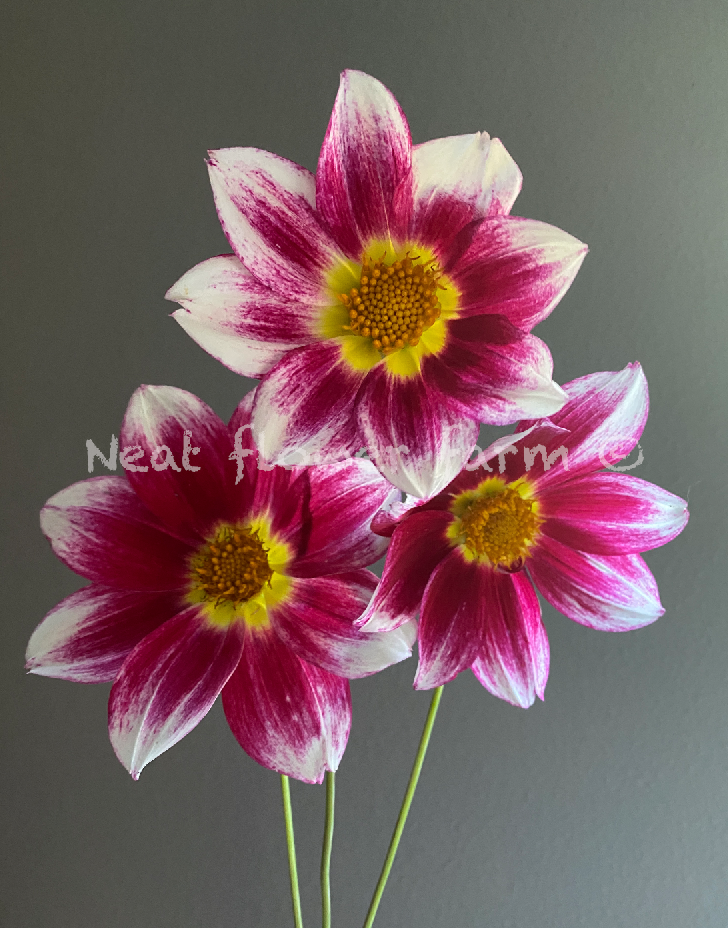 Screenshot 2026-04-05 at 8.23.55 AM.png