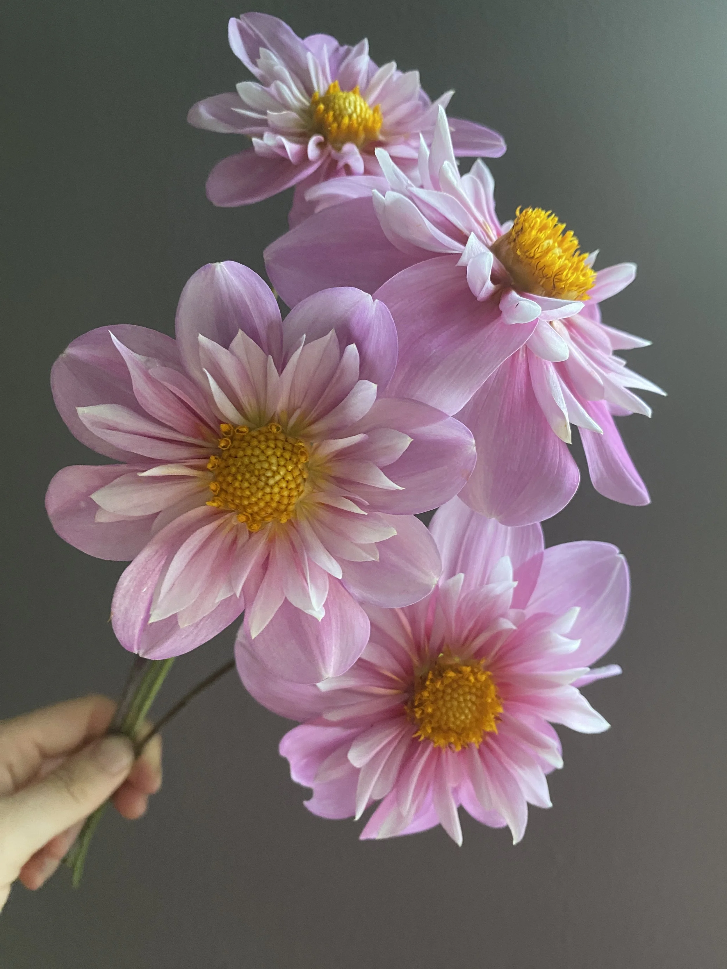 (gc) french silk 2.JPEG