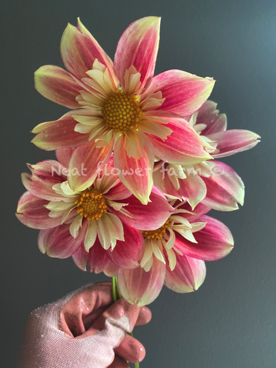 Screenshot 2025-10-28 at 8.46.08 AM.png