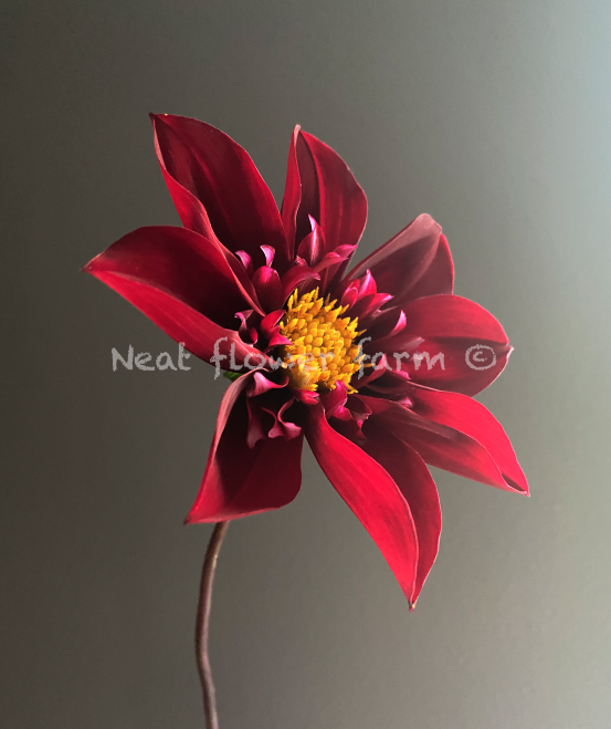 Screenshot 2025-10-28 at 8.47.29 AM.png