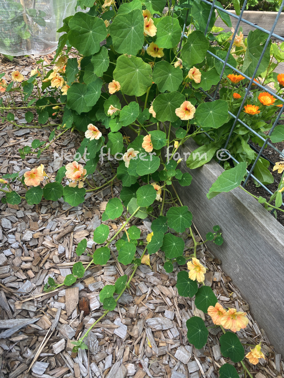 Watermark trailing plant.png