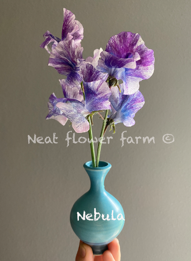 Screenshot 2026-01-24 at 12.24.32 PM.png