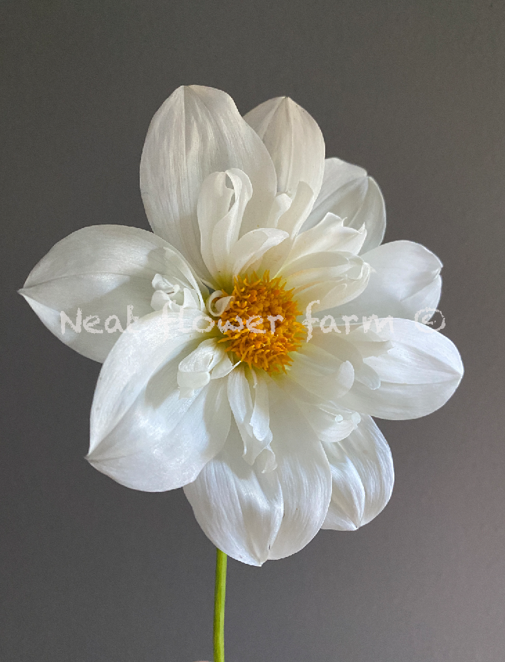 Screenshot 2025-03-14 at 7.04.24 PM.png