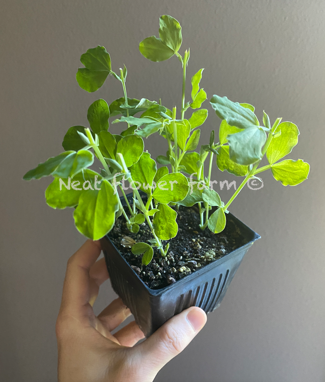 Screenshot 2026-01-24 at 12.16.45 PM.png