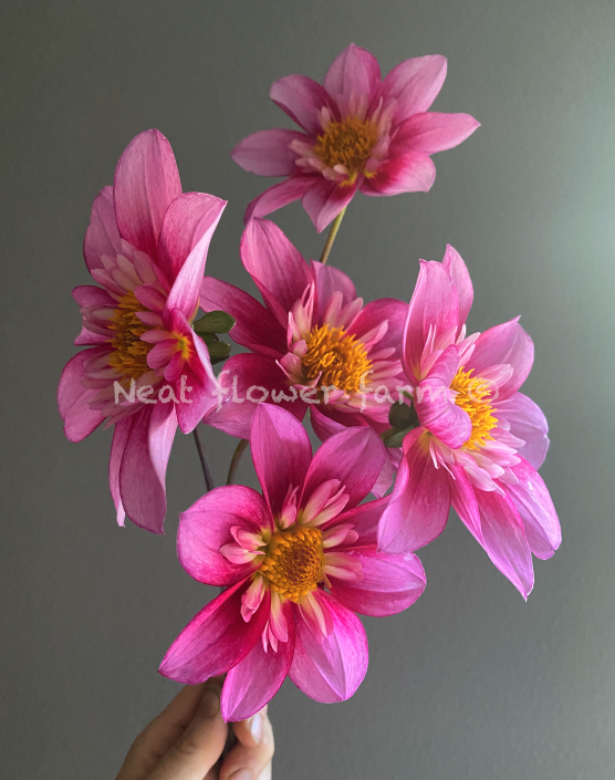 Screenshot 2025-10-28 at 8.43.12 AM.png