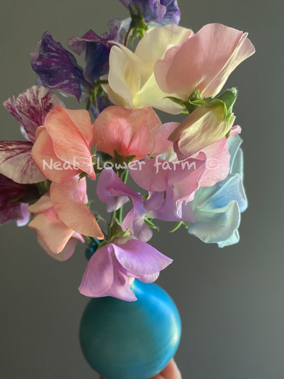 Screenshot 2026-01-20 at 11.41.53 AM.png