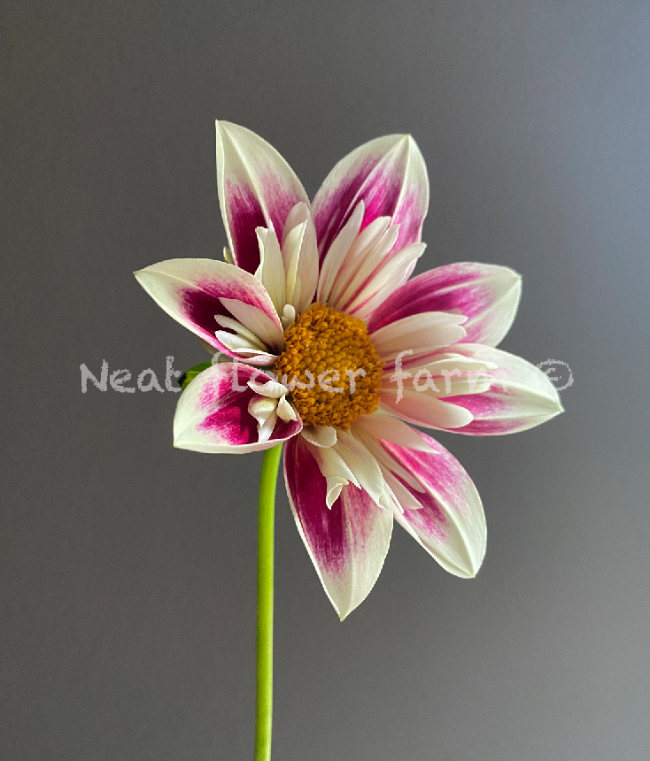 Screenshot 2025-03-14 at 7.44.22 PM.png