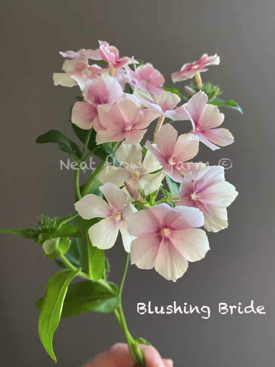 Screenshot 2026-01-20 at 12.32.42 PM.png