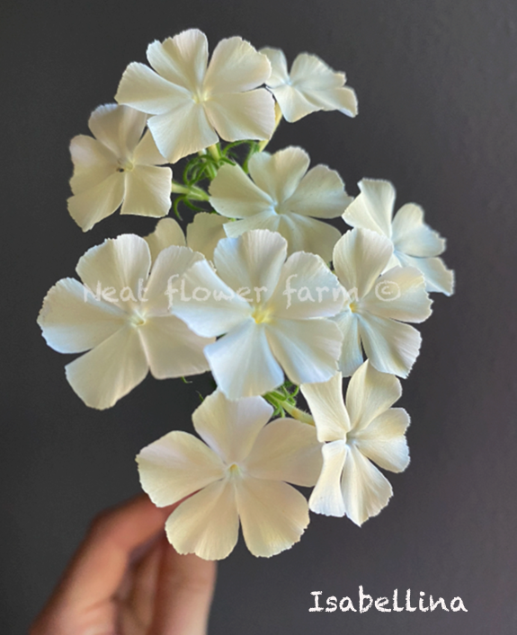 Screenshot 2026-01-20 at 12.36.31 PM.png