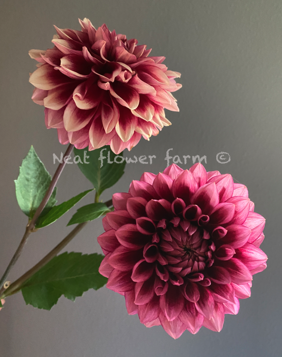 Screenshot 2025-11-11 at 8.52.07 AM.png