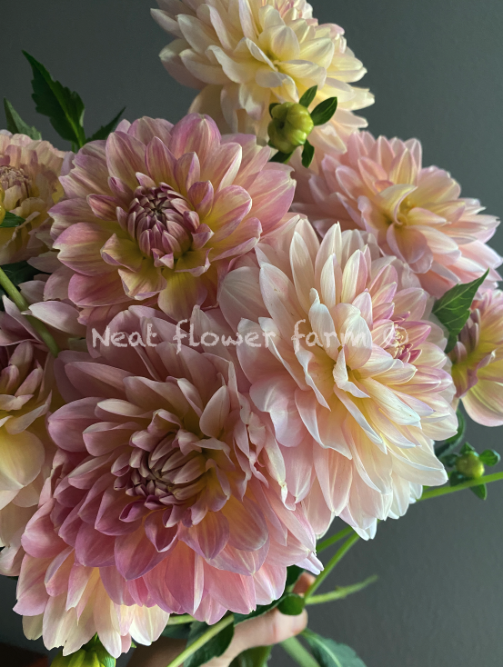 Screenshot 2025-11-14 at 10.39.16 AM.png