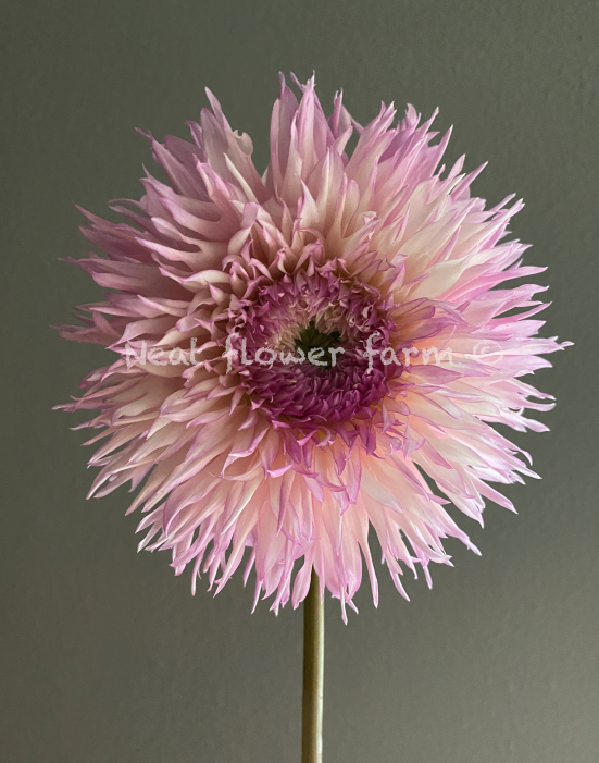 Screenshot 2025-09-10 at 1.00.51 PM.png