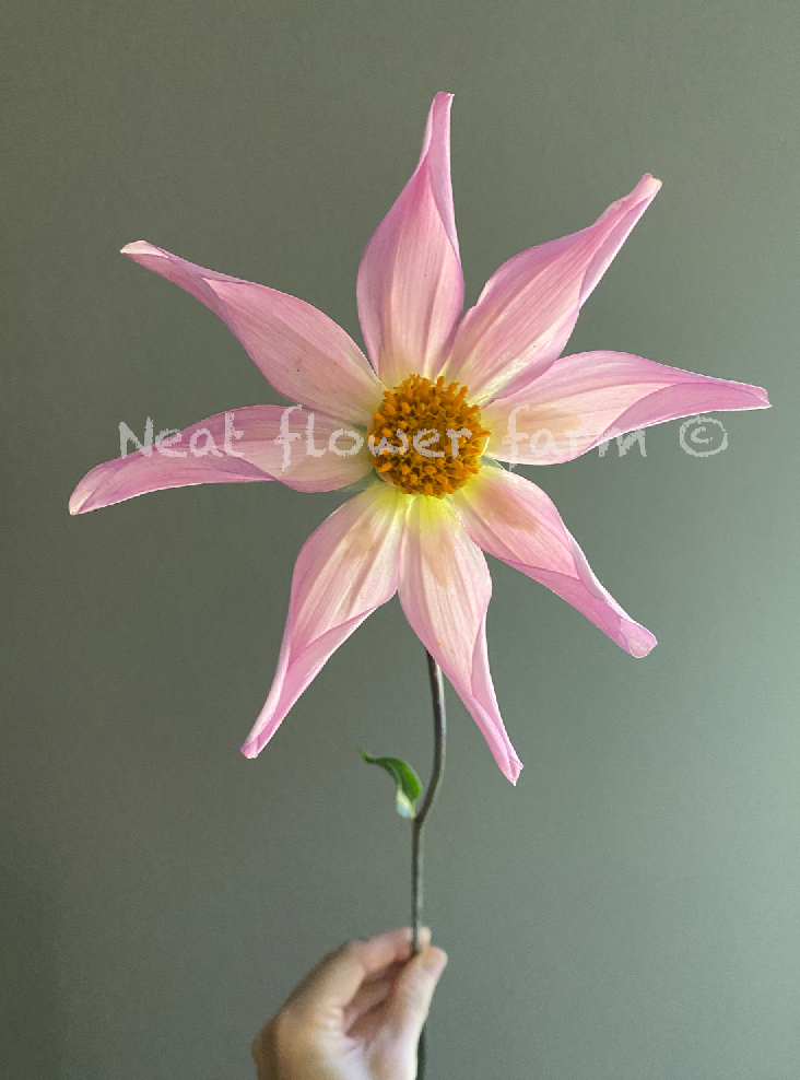 Screenshot 2026-04-05 at 7.49.16 AM.png