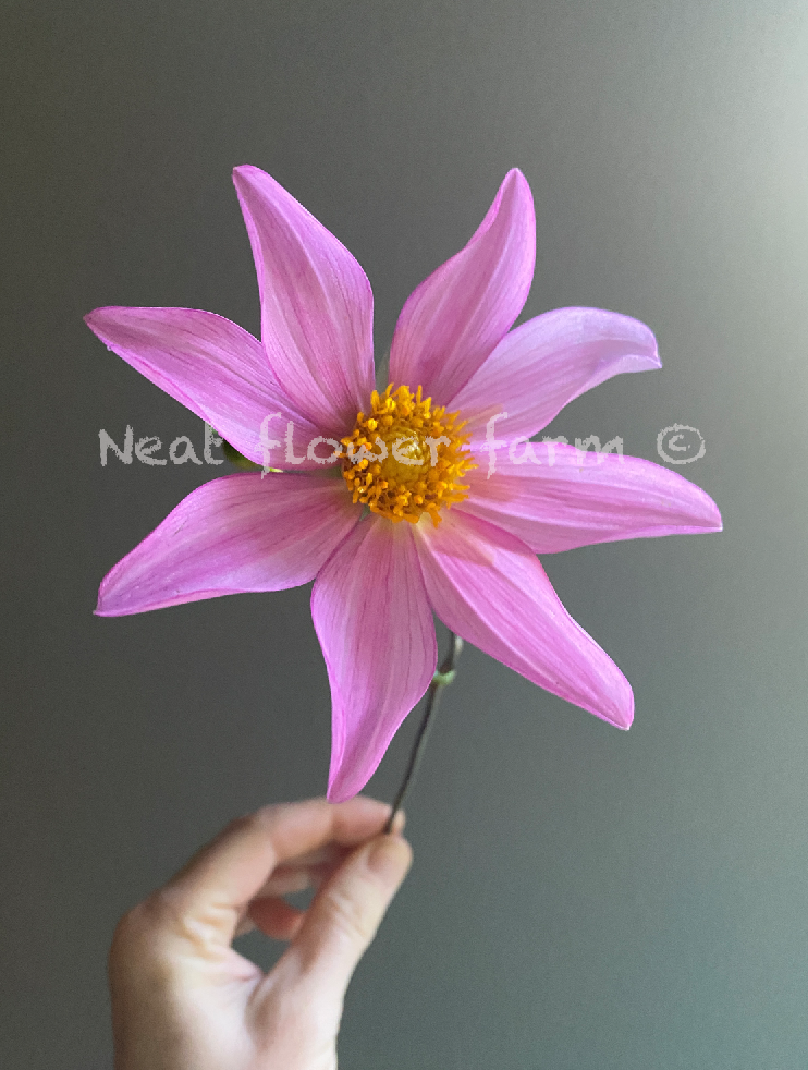 Screenshot 2026-04-05 at 7.52.32 AM.png