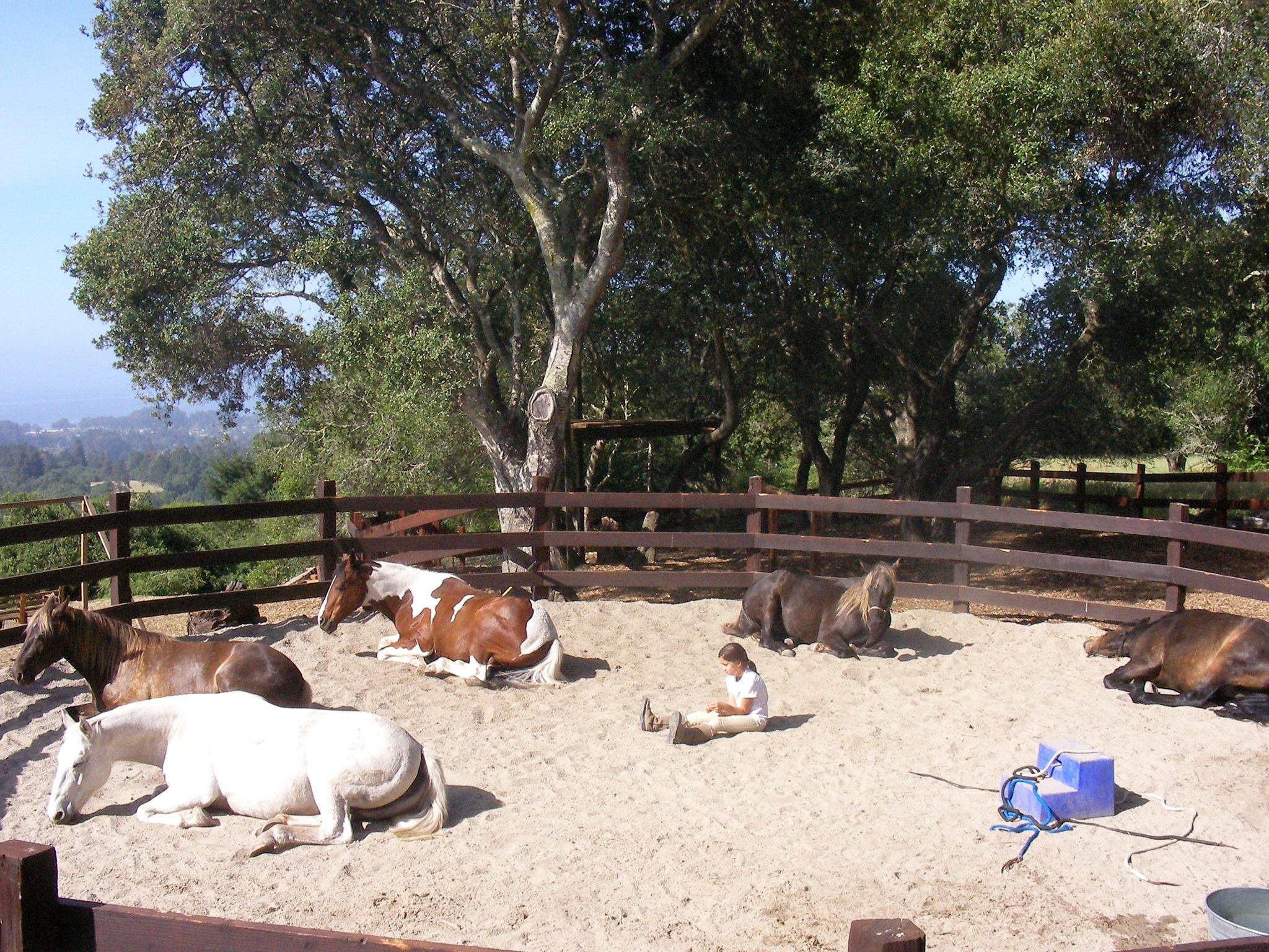 Ella Herd .jpg