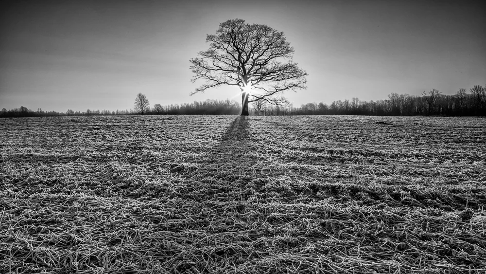 IMG_2777 b&w.jpg
