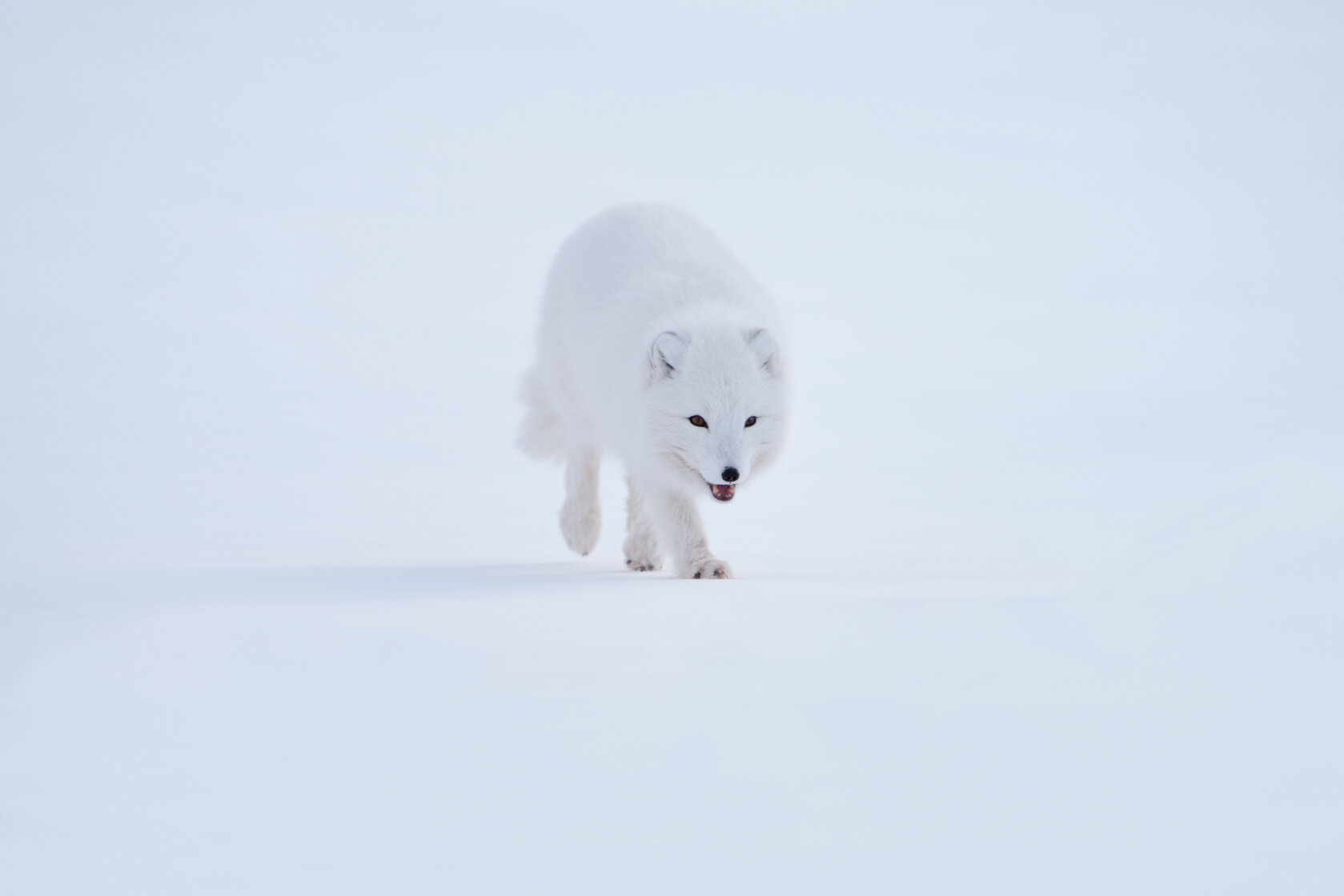 First encounter an arctic fox.jpg