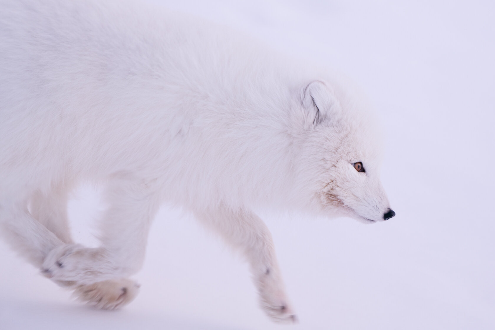 A profile of an arctic fox.jpg
