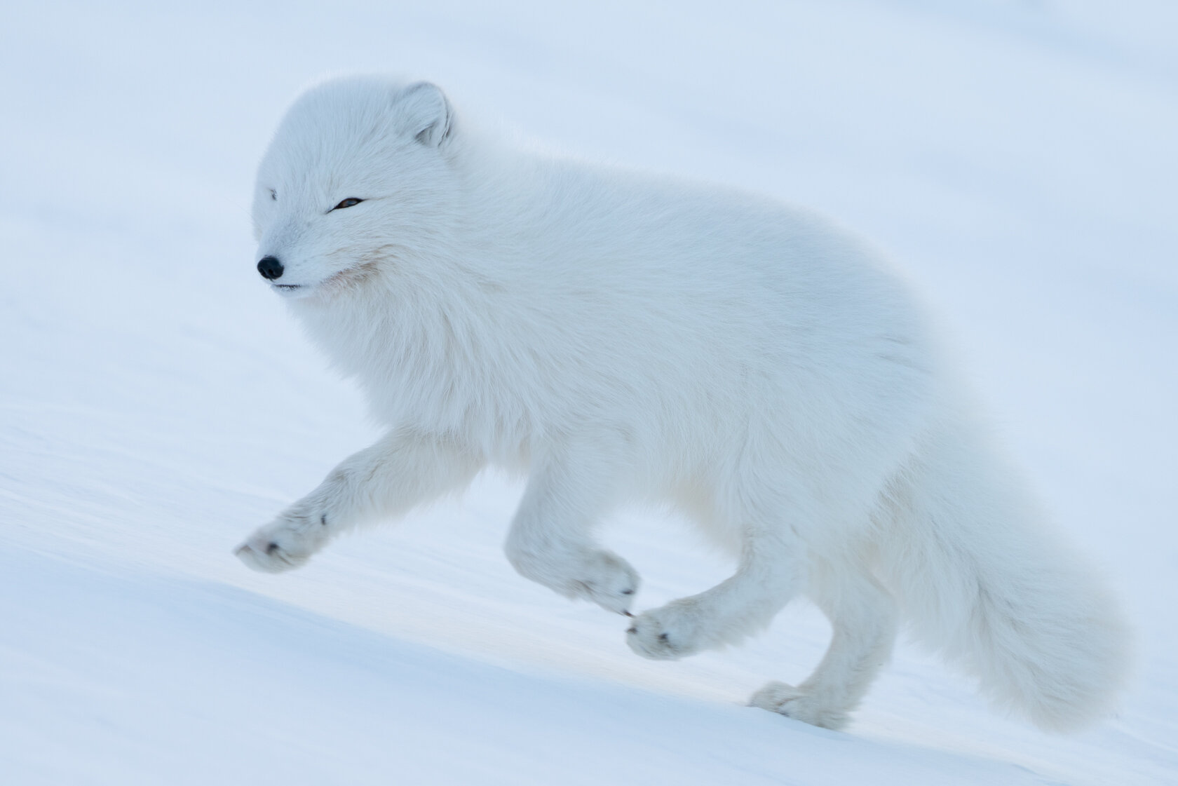Arctick fox runs in the wind.jpg