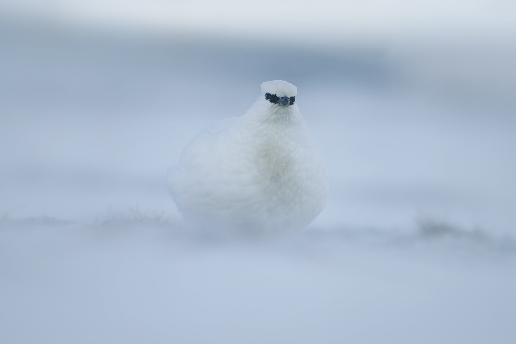 Svalbard rock ptarmigan in the city.jpg