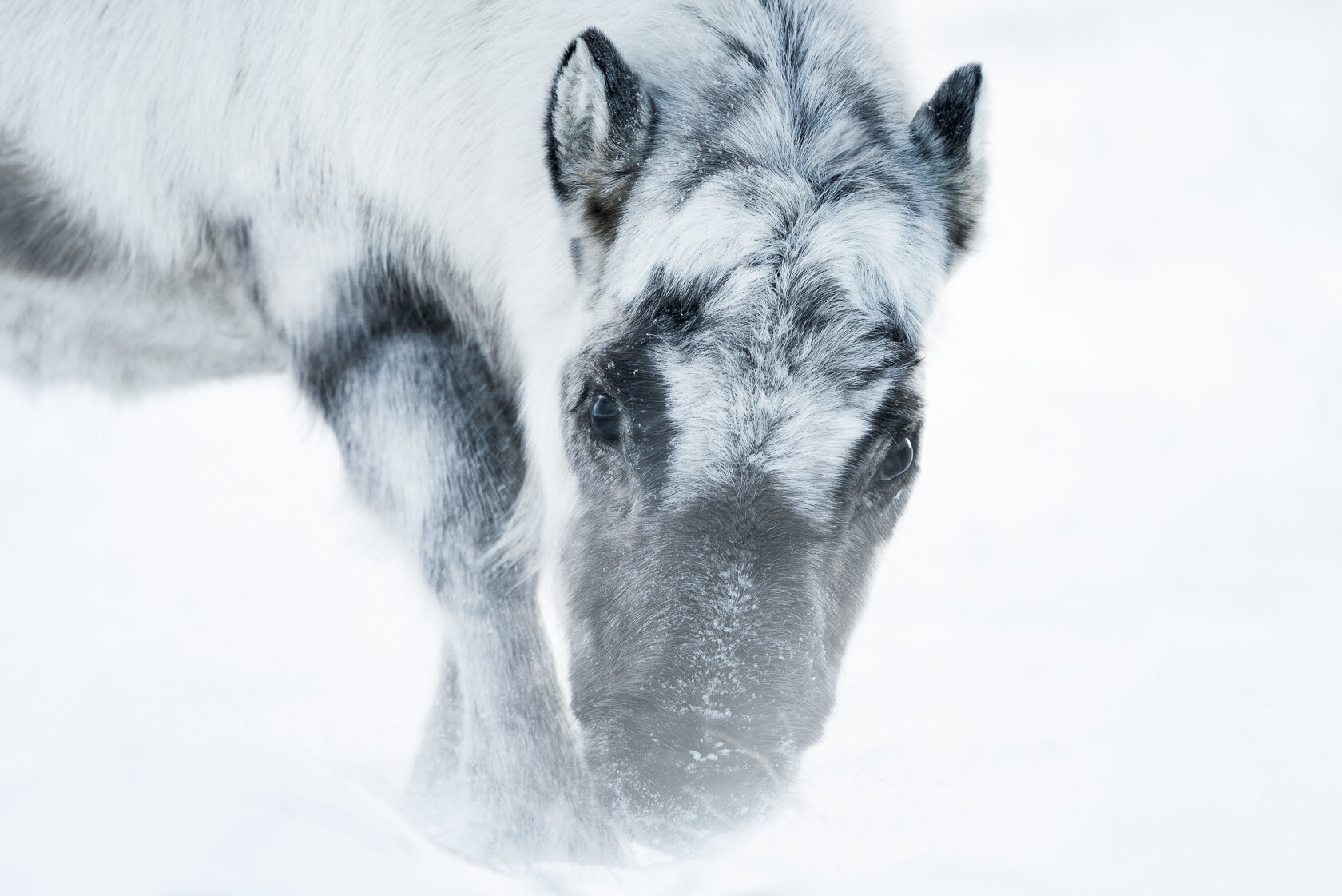 A Svalbard Reindeer.jpg