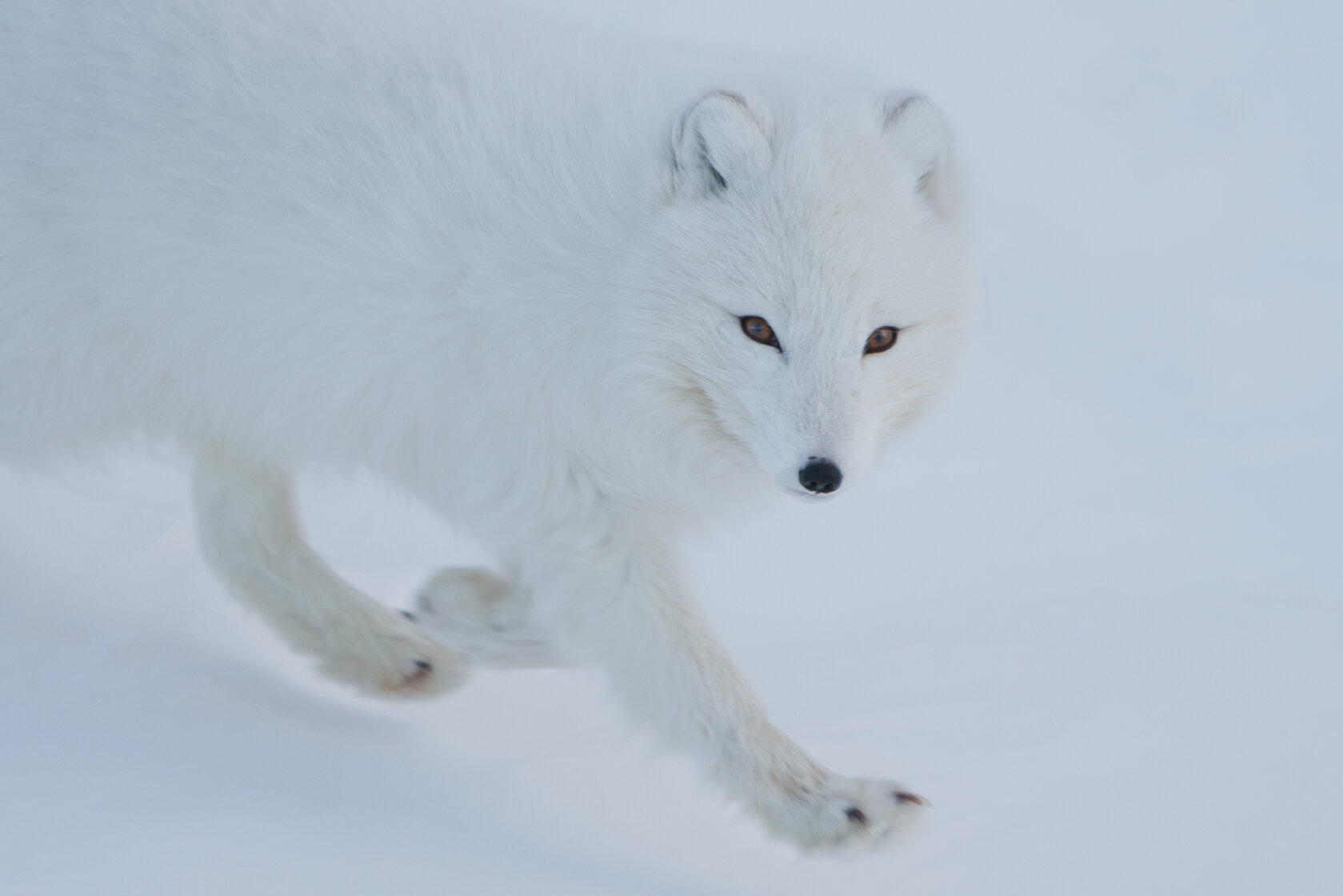 Arctic Fox.jpg