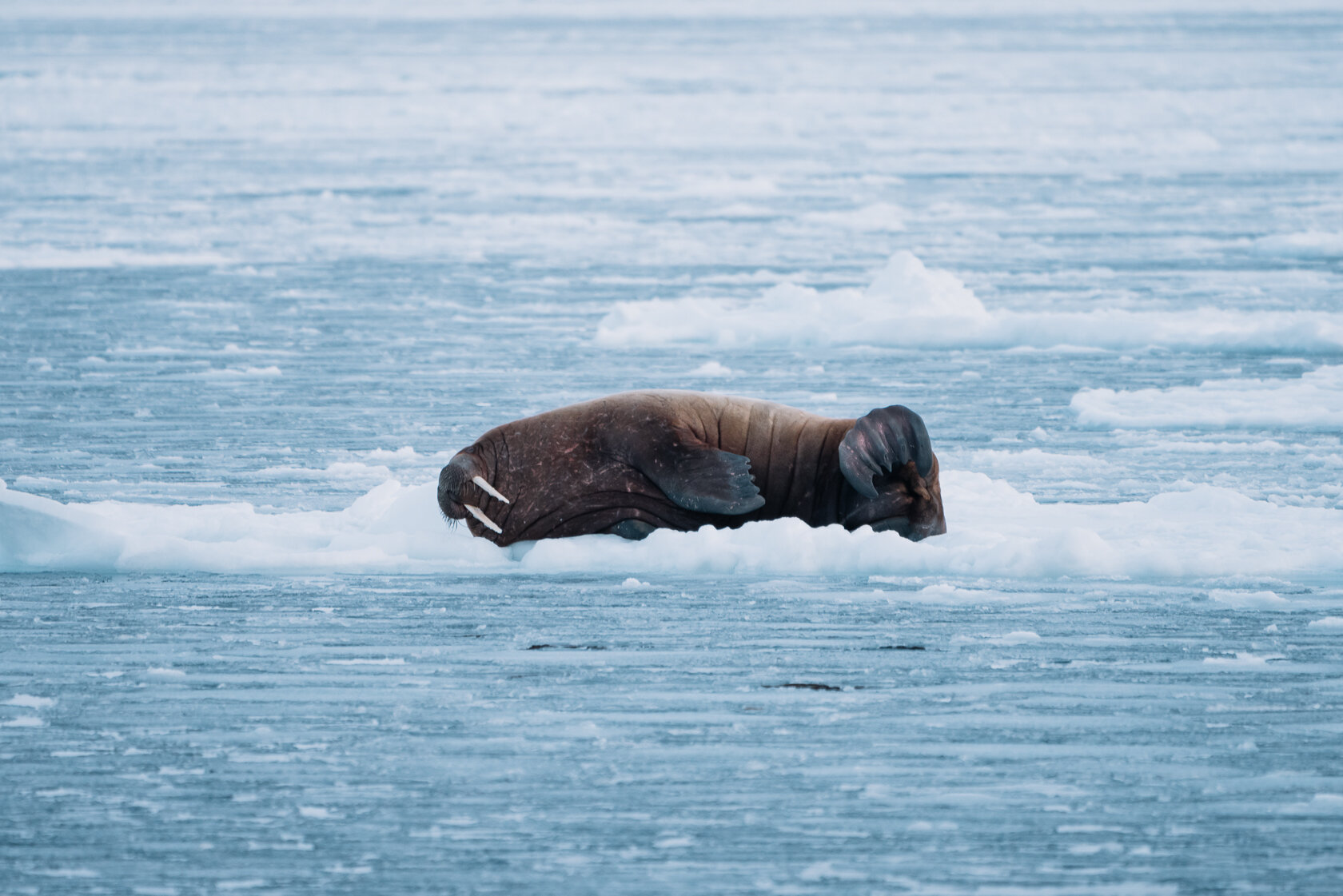 Walrus in Arctic.jpg